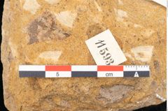 Foto (Detailansicht) von Fagus pyrrhae Unger (NHMW-GEO-2024-0188-11593)